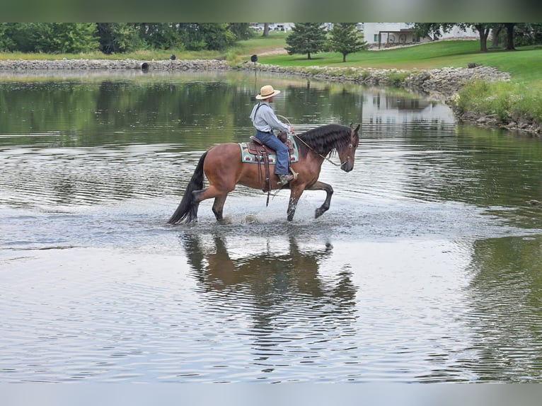 Draft Horse Castrone 5 Anni 168 cm Baio ciliegia in Fairbank IA