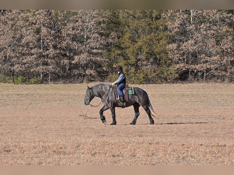 Draft Horse Castrone 5 Anni 168 cm Grigio in Fairbank
