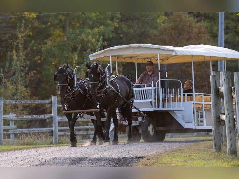 Draft Horse Mix Castrone 5 Anni 168 cm Morello in Nevis