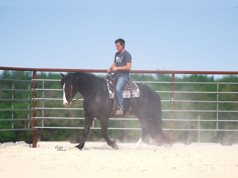 Draft Horse Mix Castrone 5 Anni 168 cm Morello in Fairbank
