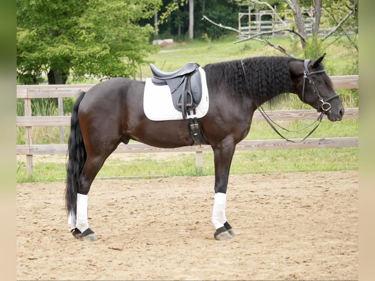 Draft Horse Castrone 5 Anni 168 cm Morello in Fresno, OH