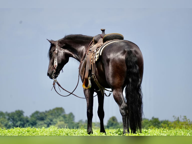 Draft Horse Castrone 5 Anni 168 cm Morello in Fresno, OH