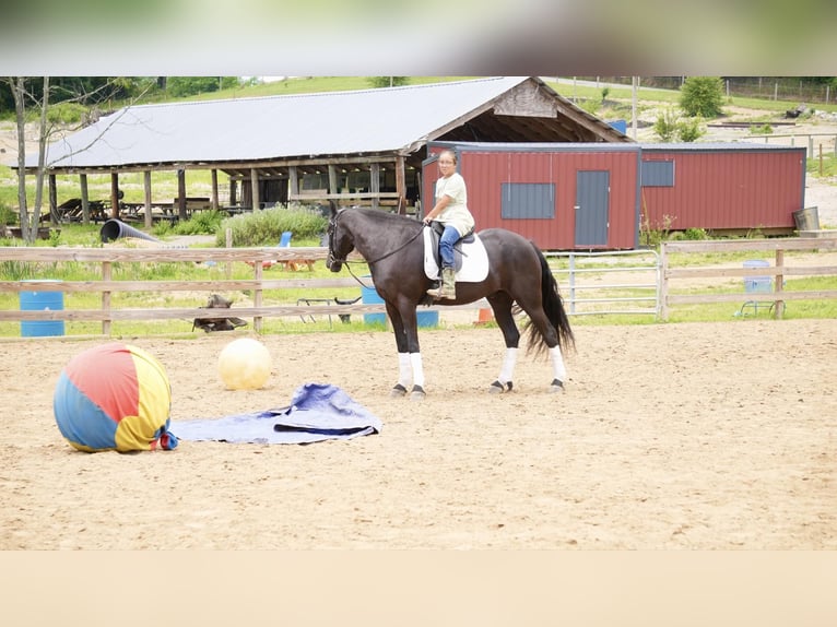 Draft Horse Castrone 5 Anni 168 cm Morello in Fresno, OH