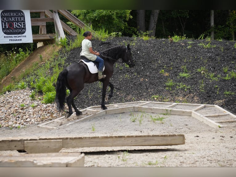 Draft Horse Castrone 5 Anni 168 cm Morello in Fresno, OH