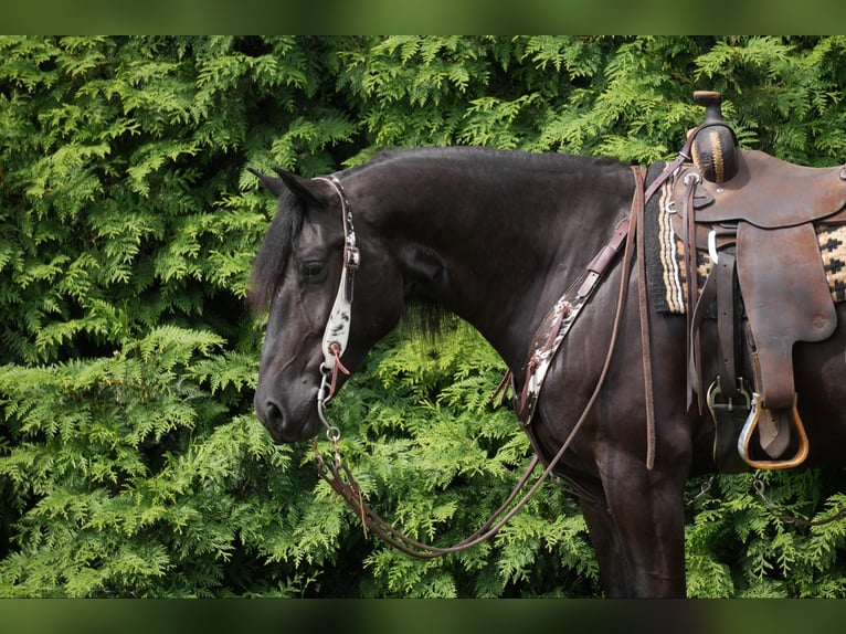 Draft Horse Castrone 5 Anni 168 cm Morello in Fresno, OH