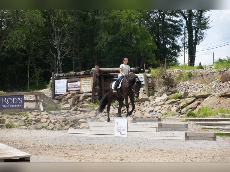 Draft Horse Castrone 5 Anni 168 cm Morello in Fresno, OH