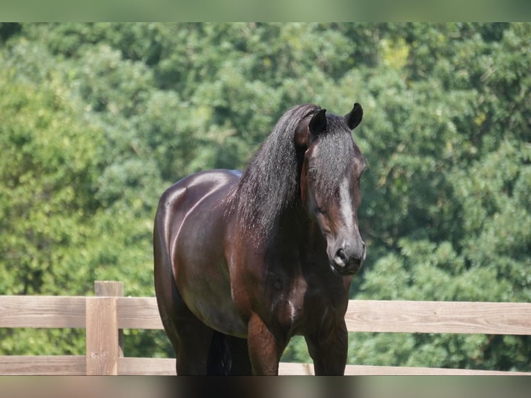 Draft Horse Castrone 5 Anni 168 cm Morello in Fresno, OH