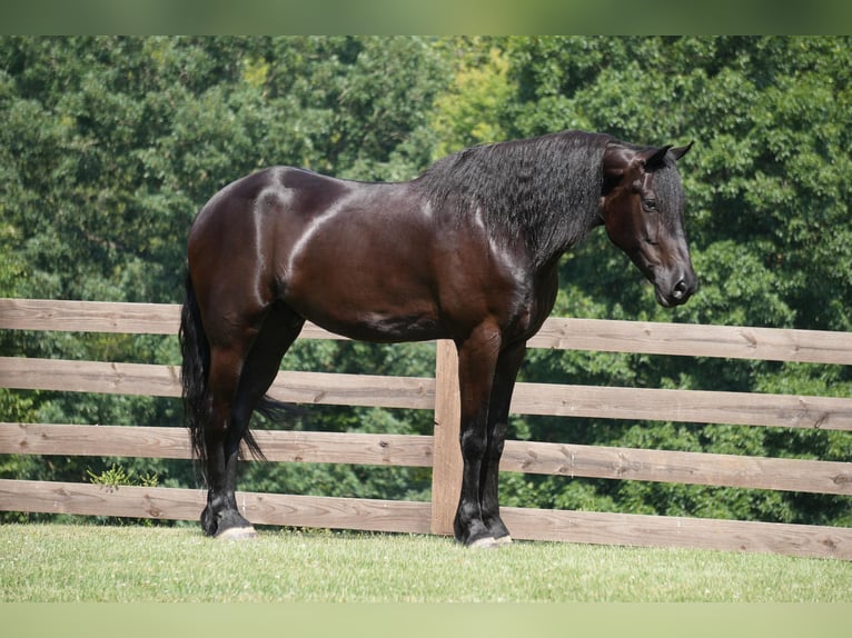 Draft Horse Castrone 5 Anni 168 cm Morello in Fresno, OH