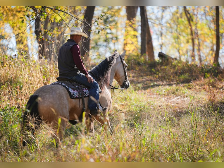 Draft Horse Mix Castrone 5 Anni 168 cm Pelle di daino in Fairbank Draft Horse Mix Castrone 5 Anni 168 cm Pelle di daino in Fairbank