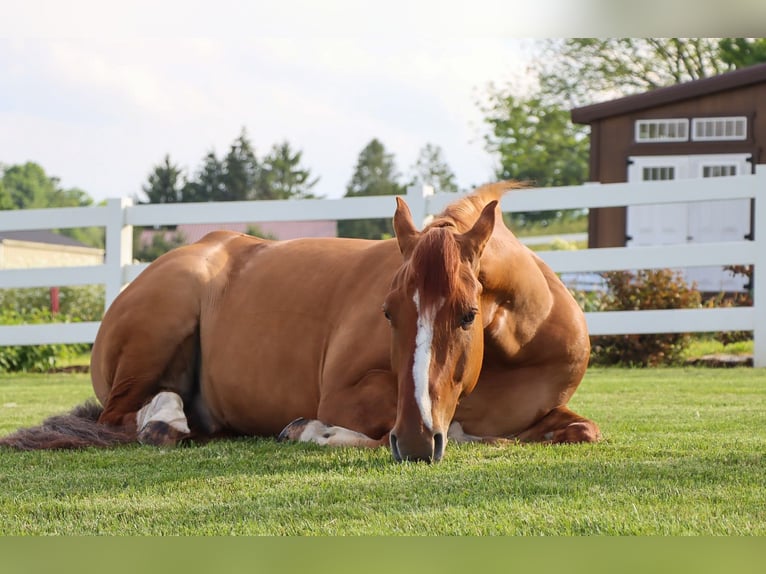 Draft Horse Mix Castrone 5 Anni 168 cm Red dun in Dundee