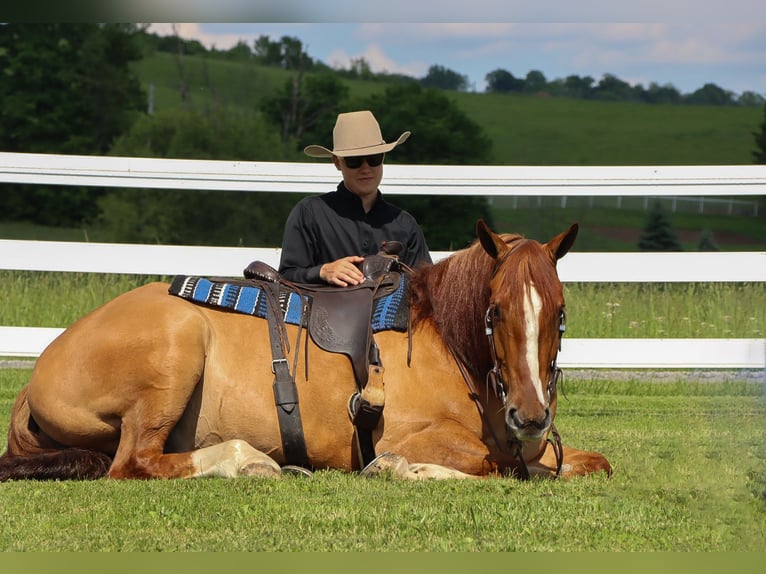 Draft Horse Mix Castrone 5 Anni 168 cm Red dun in Dundee