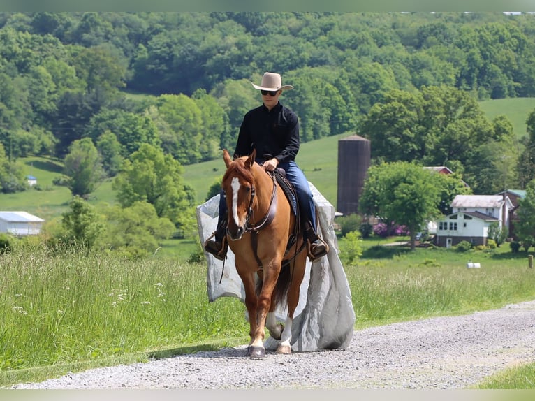 Draft Horse Mix Castrone 5 Anni 168 cm Red dun in Dundee