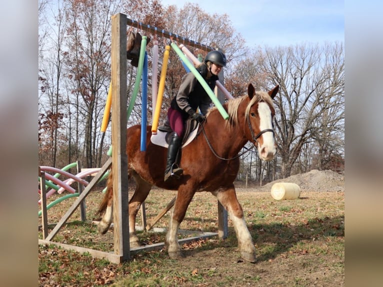 Draft Horse Mix Castrone 5 Anni 168 cm Sauro scuro in Howell