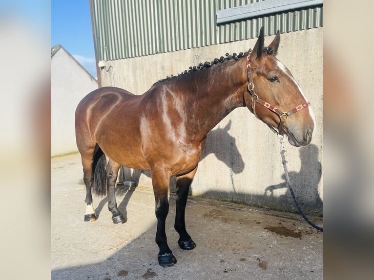 Draft Horse Castrone 5 Anni 170 cm Baio in Sligo