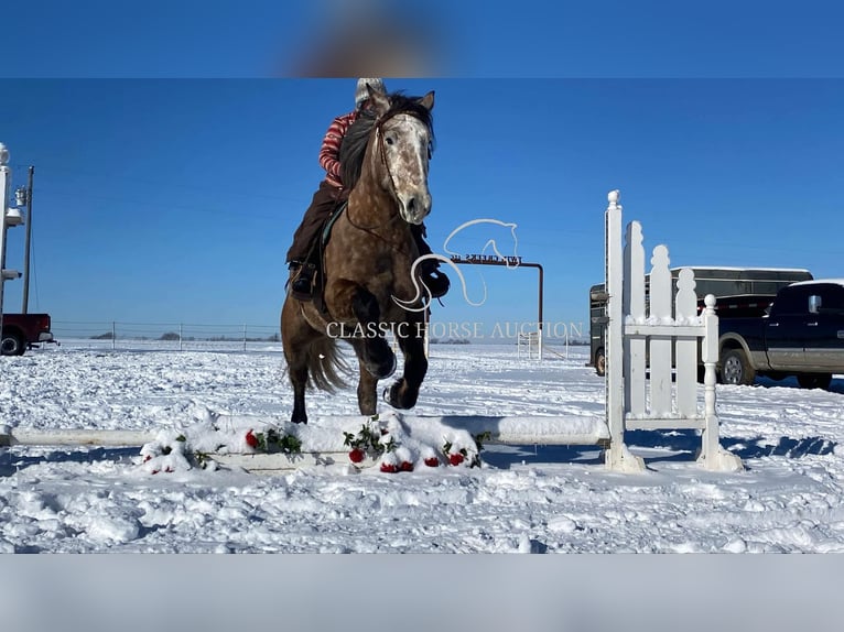 Draft Horse Castrone 5 Anni 173 cm Grigio in Sheldon, MO