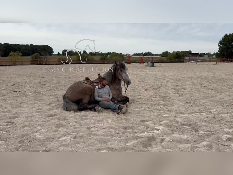 Draft Horse Castrone 5 Anni 173 cm Grigio in Sheldon, MO