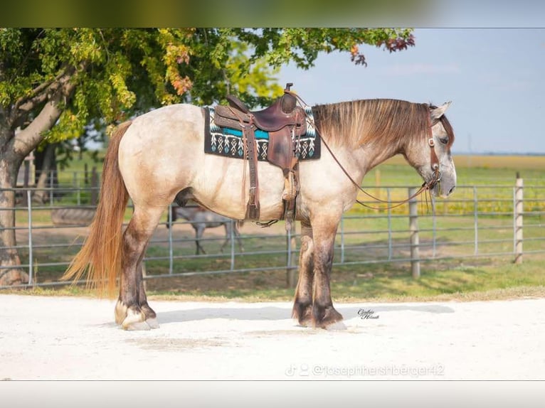 Draft Horse Mix Castrone 5 Anni 173 cm Grullo in Independence