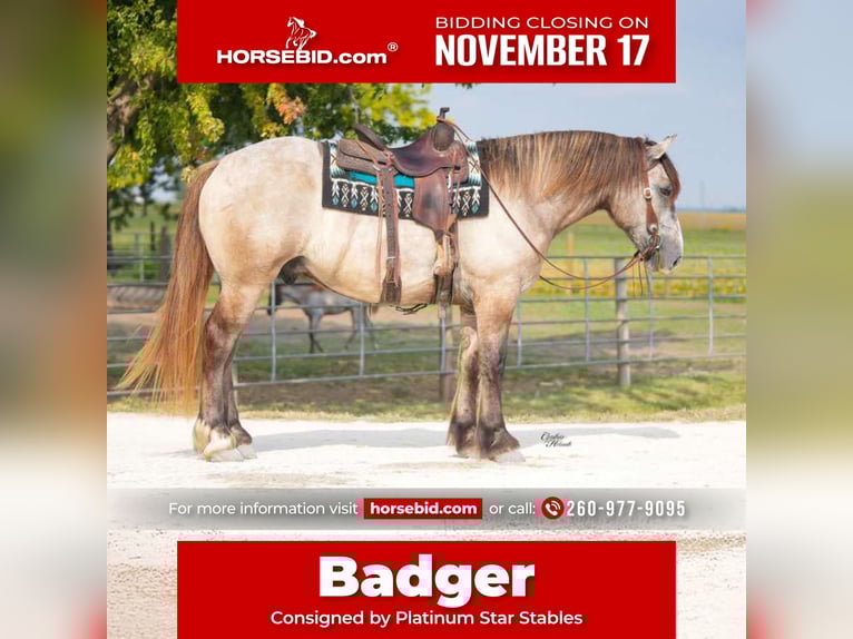 Draft Horse Mix Castrone 5 Anni 173 cm Grullo in Independence