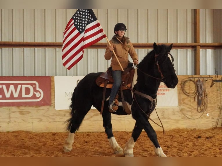 Draft Horse Mix Castrone 5 Anni 173 cm Pezzato in Tuscarora