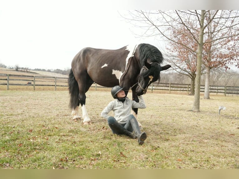 Draft Horse Mix Castrone 5 Anni 173 cm Pezzato in Tuscarora