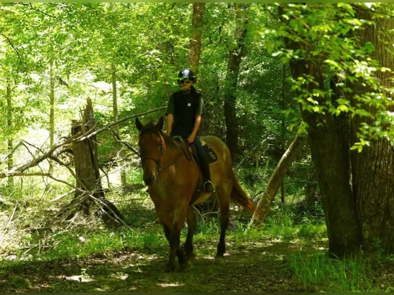 Draft Horse Mix Castrone 5 Anni 173 cm Roano rosso in Clover