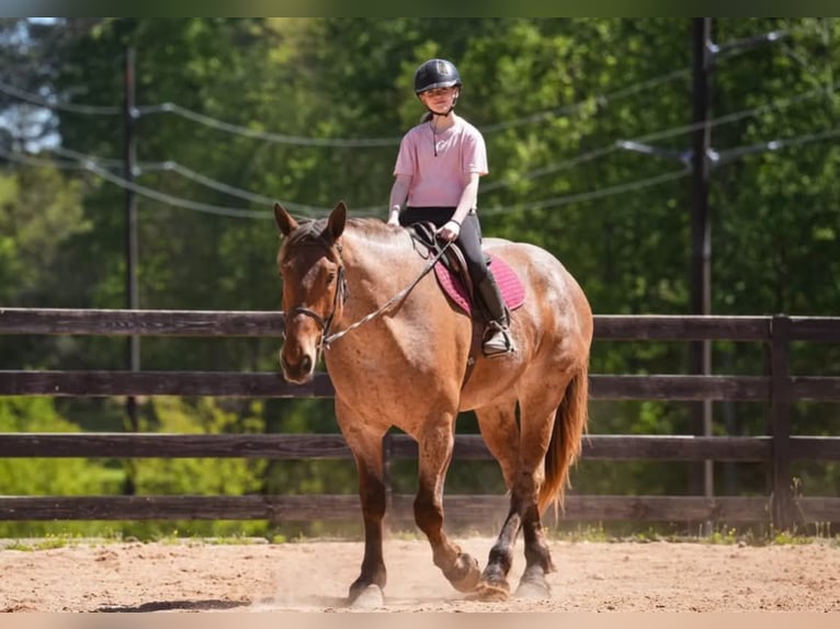 Draft Horse Mix Castrone 5 Anni 173 cm Roano rosso in Clover