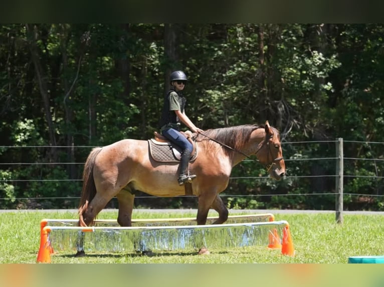 Draft Horse Mix Castrone 5 Anni 173 cm Roano rosso in Clover