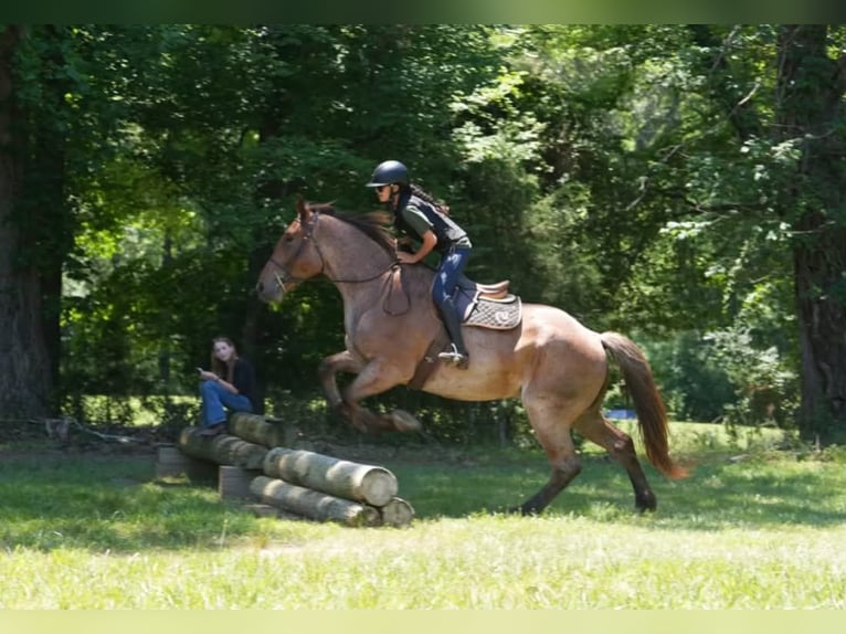 Draft Horse Mix Castrone 5 Anni 173 cm Roano rosso in Clover