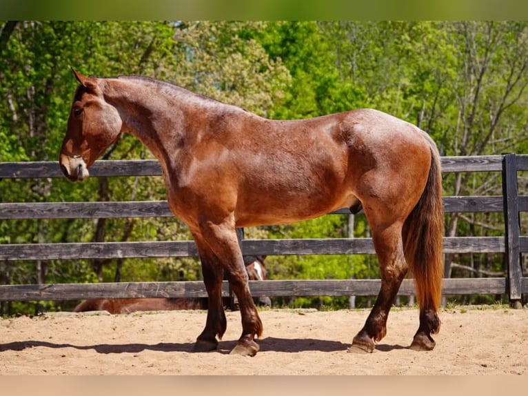 Draft Horse Mix Castrone 5 Anni 173 cm Roano rosso in Clover