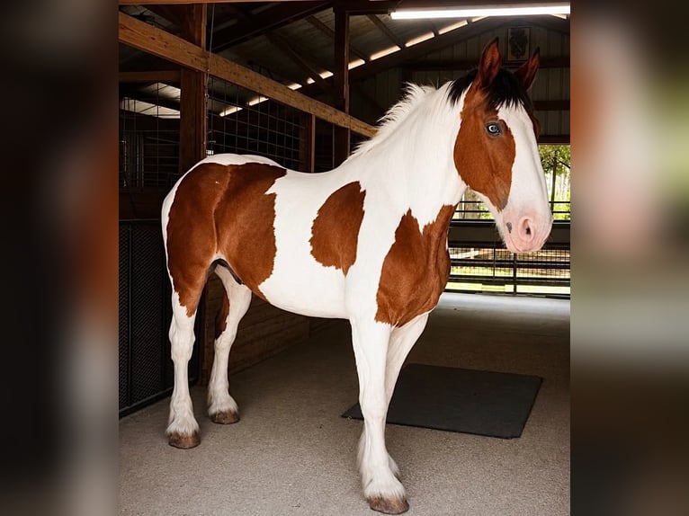 Draft Horse Castrone 5 Anni 175 cm Tobiano-tutti i colori in Land O Lakes