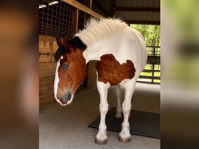 Draft Horse Castrone 5 Anni 175 cm Tobiano-tutti i colori in Land O Lakes