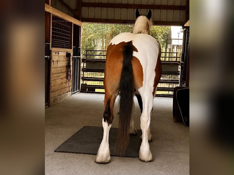 Draft Horse Castrone 5 Anni 175 cm Tobiano-tutti i colori in Land O Lakes