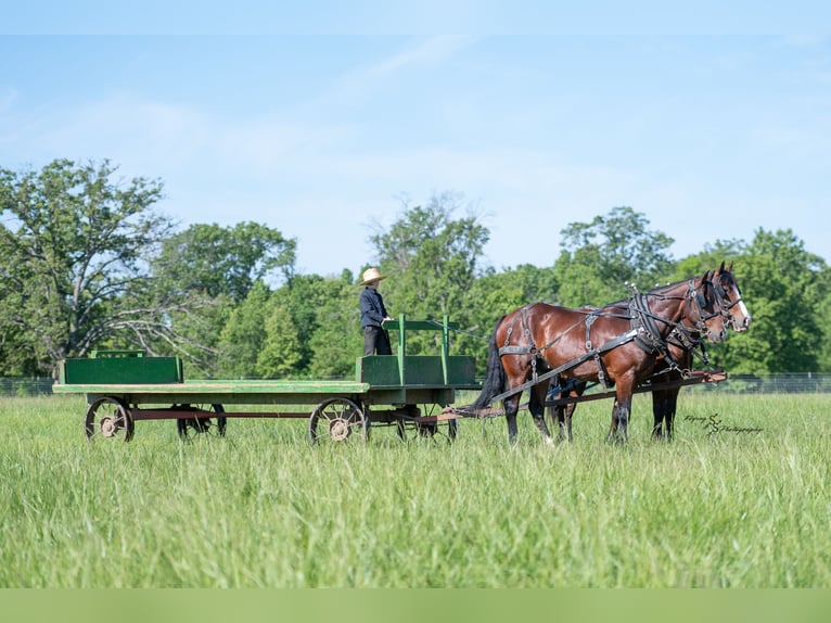 Draft Horse Mix Castrone 5 Anni Baio ciliegia in Greenfield