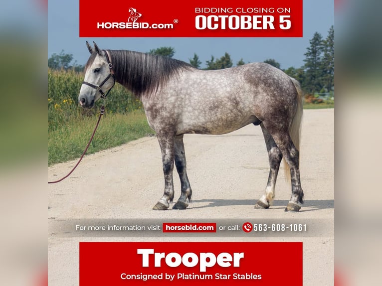 Draft Horse Mix Castrone 5 Anni Grigio in Independence