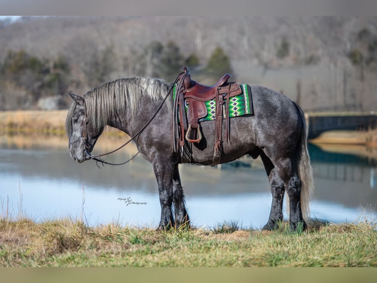 Draft Horse Mix Castrone 5 Anni Grigio in Fairbank, IA