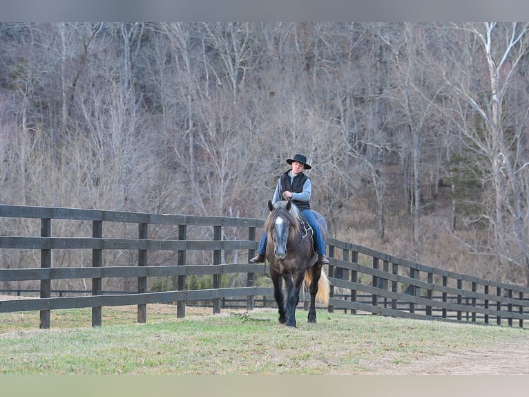 Draft Horse Mix Castrone 5 Anni Grigio in Fairbank, IA