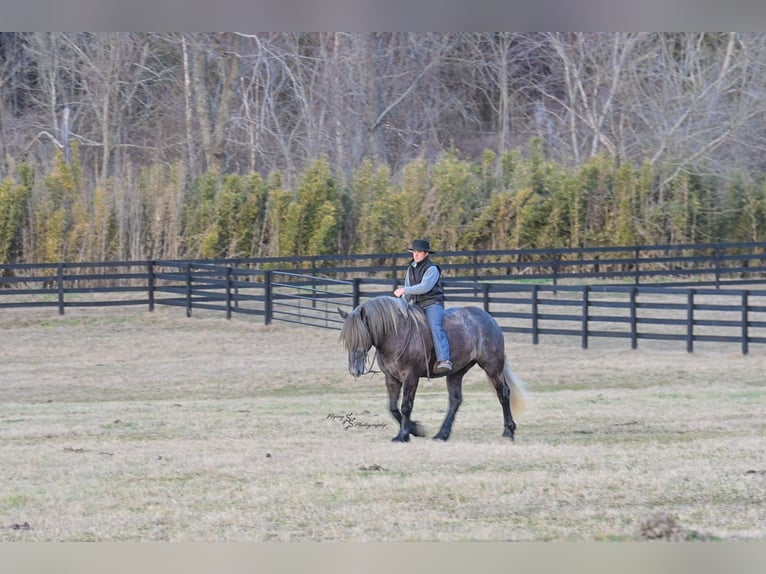 Draft Horse Mix Castrone 5 Anni Grigio in Fairbank, IA