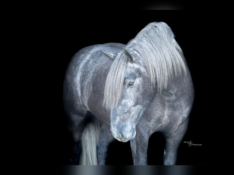 Draft Horse Mix Castrone 5 Anni Grigio in Fairbank, IA