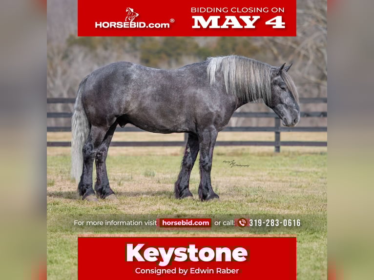 Draft Horse Mix Castrone 5 Anni Grigio in Fairbank, IA