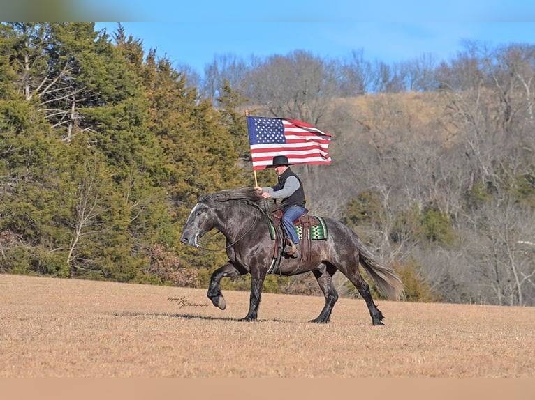 Draft Horse Mix Castrone 5 Anni Grigio in Fairbank, IA