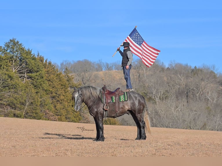 Draft Horse Mix Castrone 5 Anni Grigio in Fairbank, IA