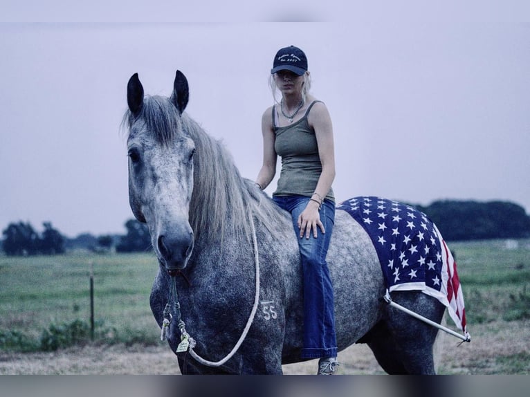 Draft Horse Castrone 5 Anni Grigio in Kaufman, TX
