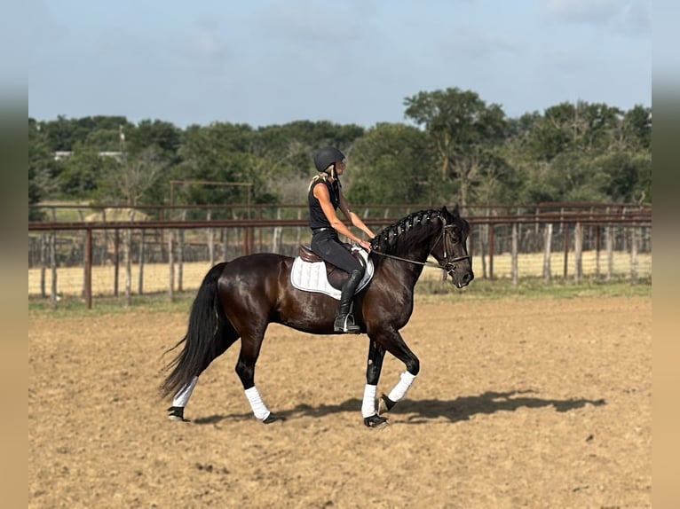Draft Horse Mix Castrone 5 Anni Morello in Weatherford