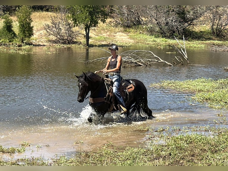 Draft Horse Mix Castrone 5 Anni Morello in Weatherford