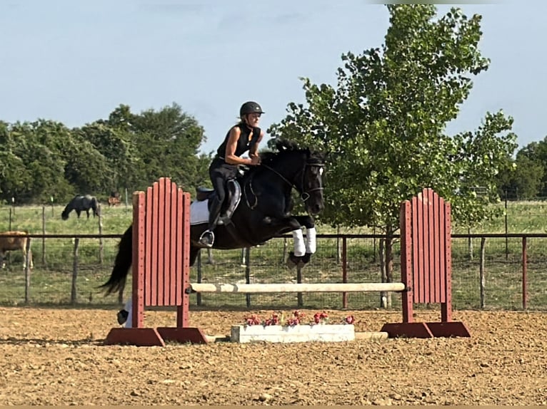 Draft Horse Mix Castrone 5 Anni Morello in Weatherford