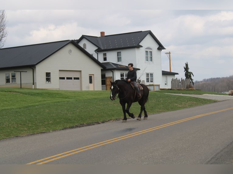 Draft Horse Mix Castrone 5 Anni Morello in Millersburg