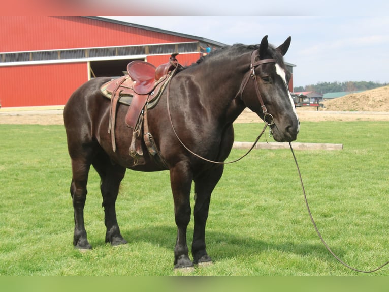 Draft Horse Mix Castrone 5 Anni Morello in Millersburg