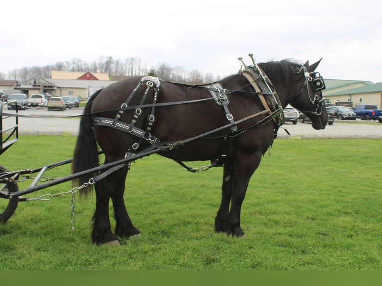 Draft Horse Mix Castrone 5 Anni Morello in Millersburg