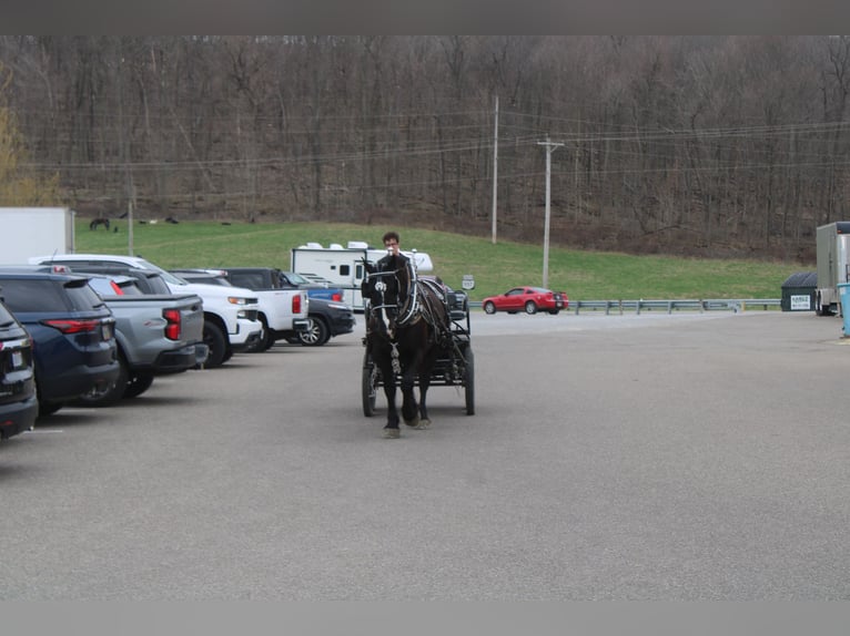 Draft Horse Mix Castrone 5 Anni Morello in Millersburg