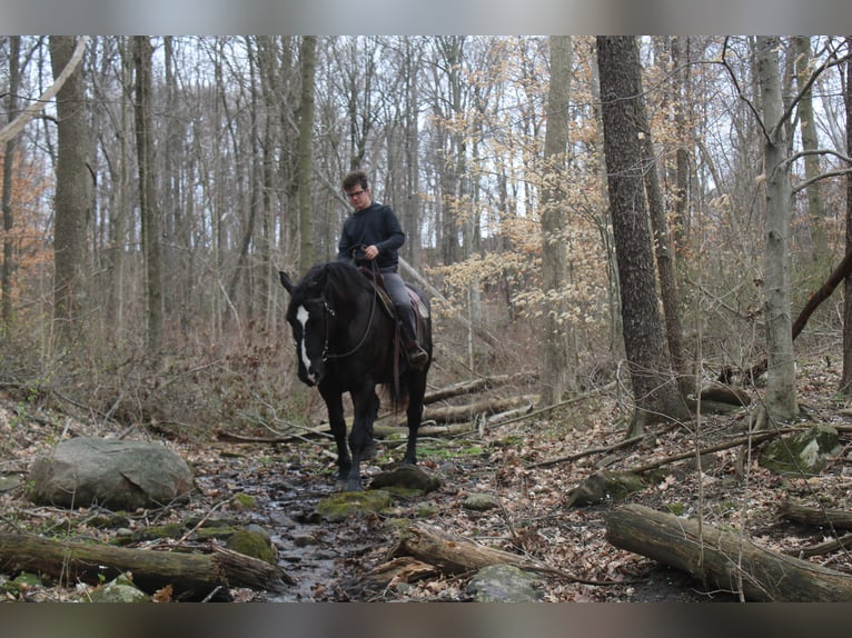 Draft Horse Mix Castrone 5 Anni Morello in Millersburg